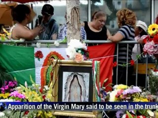 Crowds flock to Virgin 'miracle' tree in New Jersey