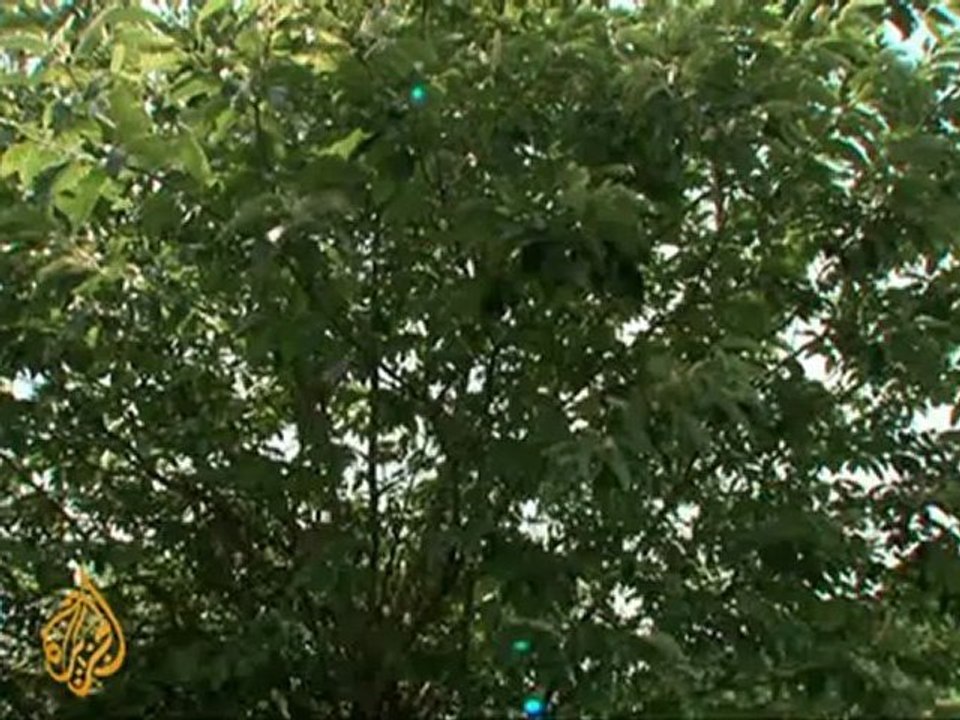 Fungus infection could wipe out US chestnut tree