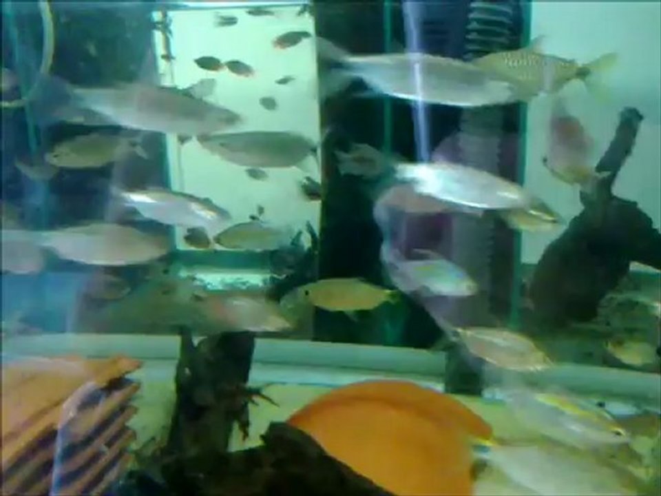 visite iktus aqua 2012