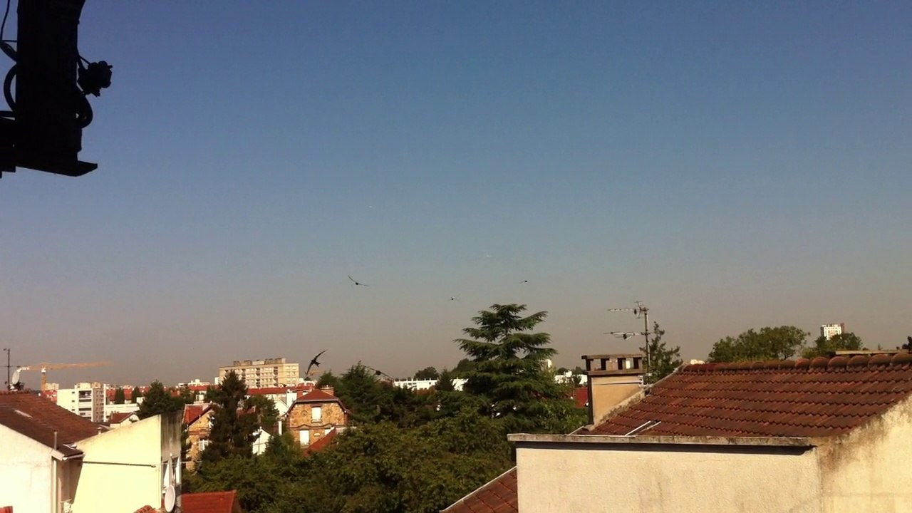 Mes petits martinets