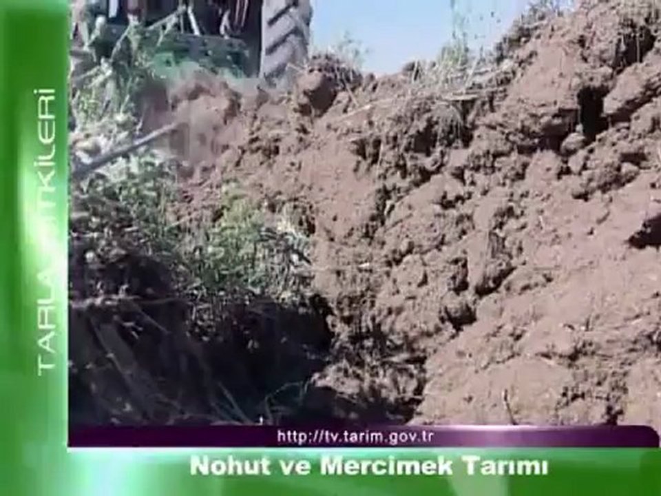 Nohut ve Mercimek Tarımı