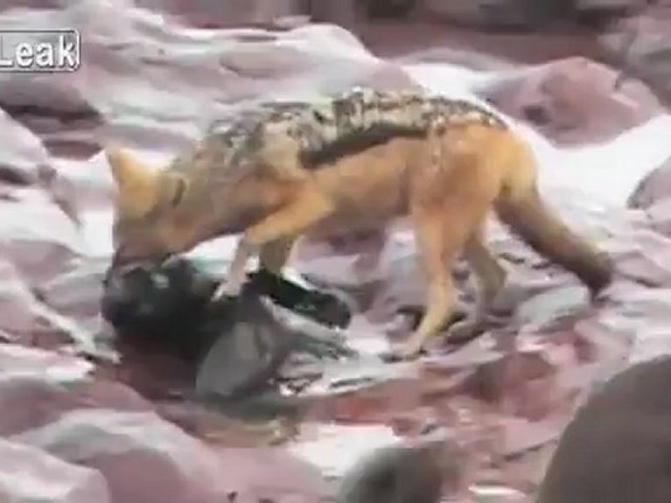 Jackal hunting baby Cape Fur seal