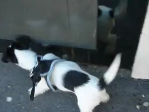 Hermione jack Russel 3 mois jeu de miroir