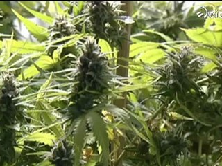 Cannabis: asociaciones de fumadores