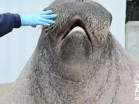 Un morse fait des vocalises