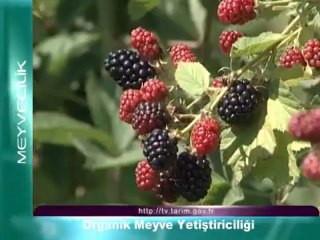 Organik Meyve Yetiştiriciliği