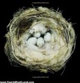 Sports Book Review: Nests: Fifty Nests and the Birds that Built Them by Sharon Beals