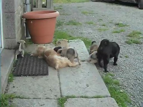 les Bébés de Gavroche(Carlin noir) et Dahlia(Shih-tsu) nés le 3 juin 2012 a 8 semaines bientôt