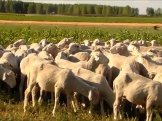 SATILIK KURBANLIK KOÇ FİYATLARI HAZER EMLAK TEL: 0546 851 6657