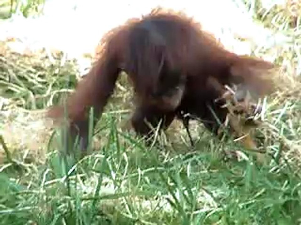 orang outan  beauval 2009.