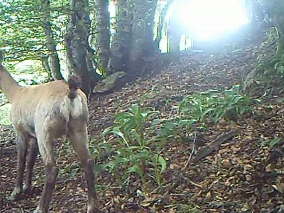chamois auvergne
