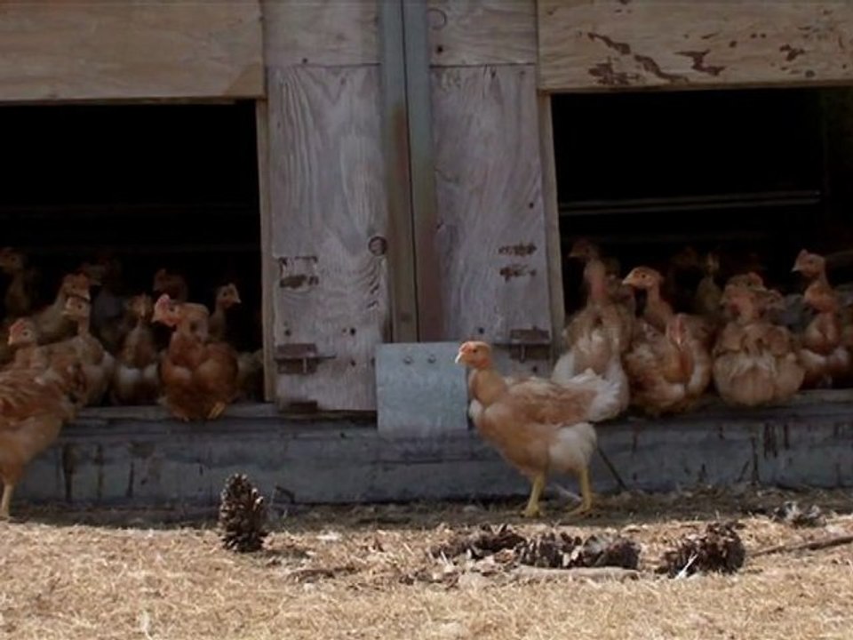 Film : SERIE - EPICERIE FINE - LE POULET JAUNE DES LANDES