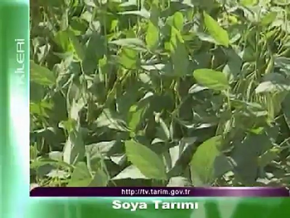 Soya Tarımı