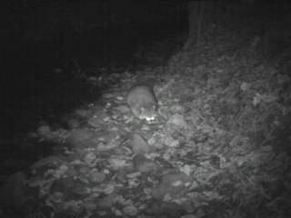 raton laveur auvergne(2)