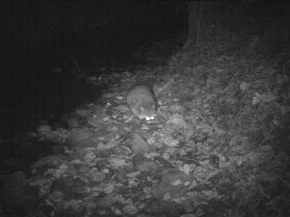 raton laveur auvergne(2)