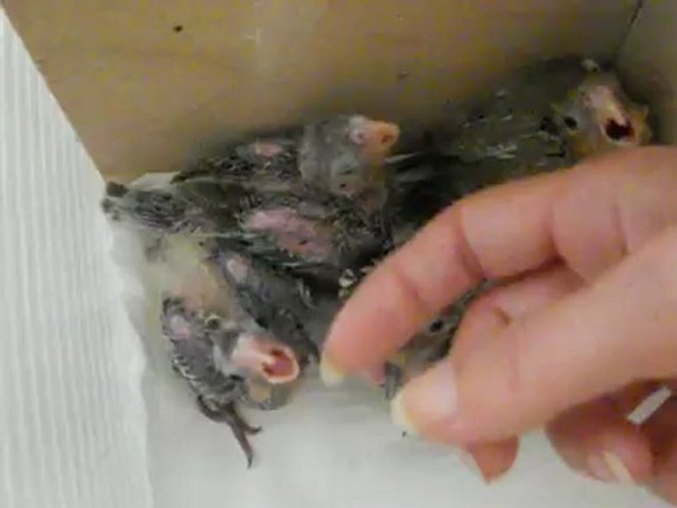 bébés callo dans le même nid !!!!!