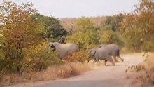 Eléphants - Kruger Park