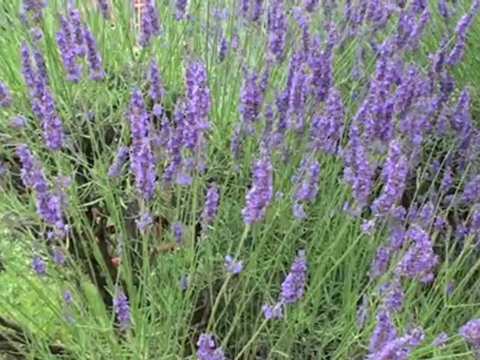 Mariage Sandrine & Norbert