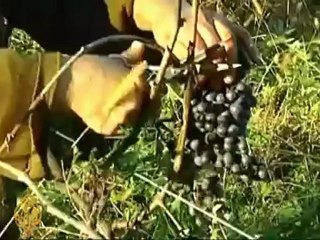 Georgia wine industry bounces back after embargo