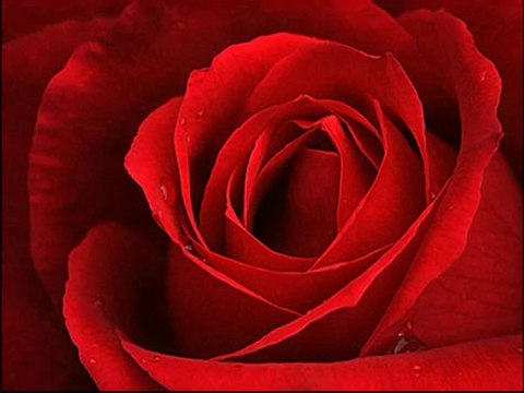 seslipus.com[mesut]Yavuz Bingöl-Kirmizi Gül Demet Demet - YouTube