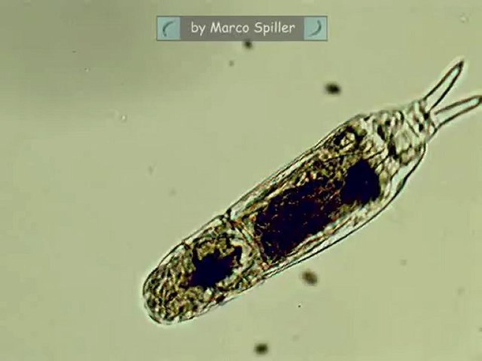 Dicranophorus