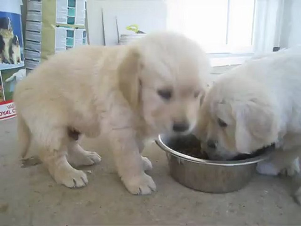 Le repas des chiots (6 semaines)