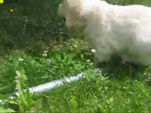 Les chiots à l'extérieur (6 semaines)