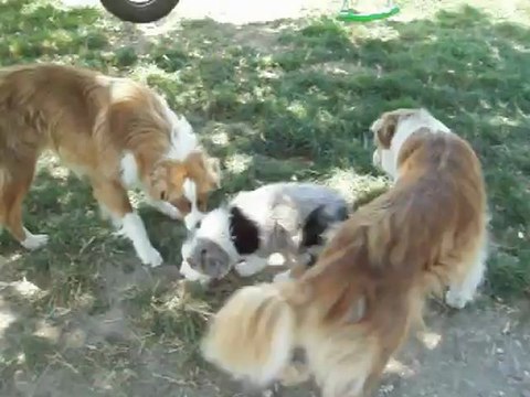 CHIOT BERGER AUSTRALIEN MALE BLEU MERLE