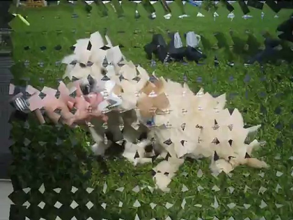 Les chiots ont déjà compris les ordres "assis et coucher" à 6 semaines !