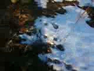 ARILARI YİYEN PORSUĞUN SONU BÖYLE OLUR