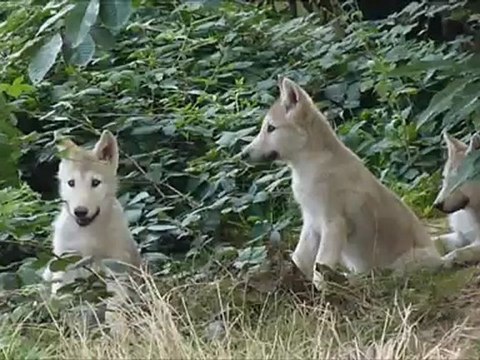 Boissière du doré loups et lions
