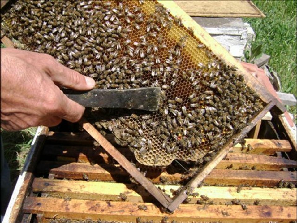 Bal Göl - Ömer TURAL-www.karagolkoyu.info