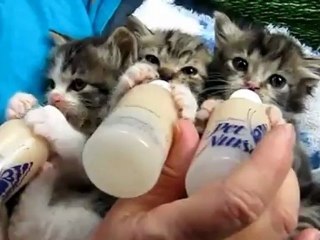 Голодные котята