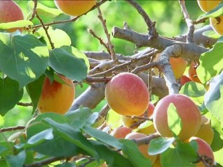 Film : SERIE - EPICERIE FINE - L'ABRICOT DU ROUSSILLON