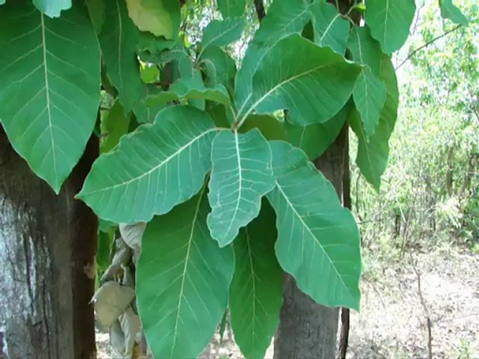 Pankaj Oudhia’s contributions on Medicinal Plants of India-513