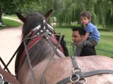 Des chevaux pour l'entretien du bois de Vincennes