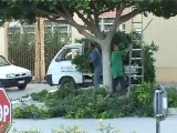 SICILIA TV (Favara) Potatura albero di Via Capitano Callea