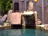 Spectacle des otaries au Parc animalier LE PAL (2ème partie)