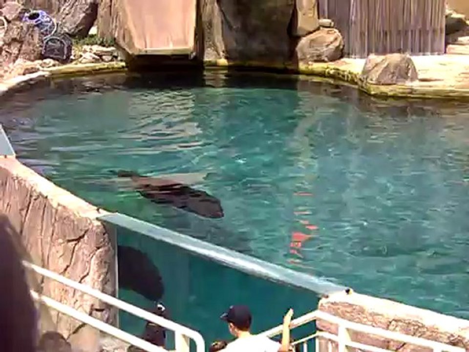 Spectacle des Otaries au Parc animalier  LE PAL  (FIN)