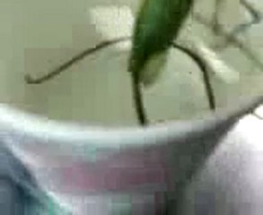 Parasite dans une Mante Religieuse