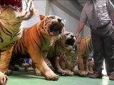 Indonesia seizes 14 stuffed Sumatran tigers