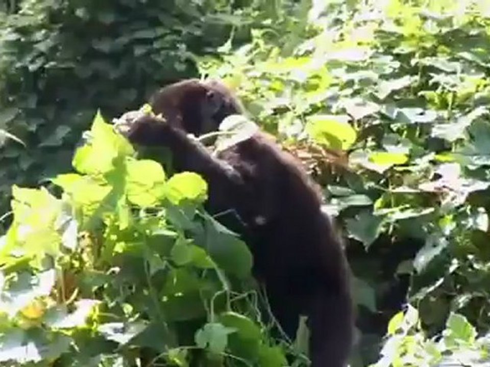 Gorilla in Uganda