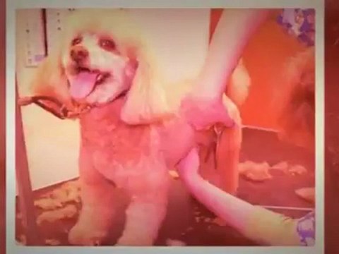 Mae's Grooming Services (718)455-2072