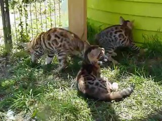 Moony and Angel 's litter - Magic Bengal Cattery
