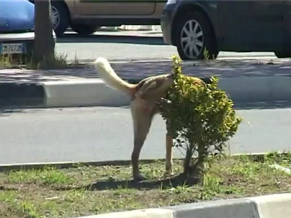 SICILIA TV (Favara) Stop all'accalappiamento dei cani randagi a Favara. Le ragioni della ditta