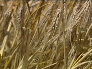 C'est l'heure des moissons en Haute-Normandie