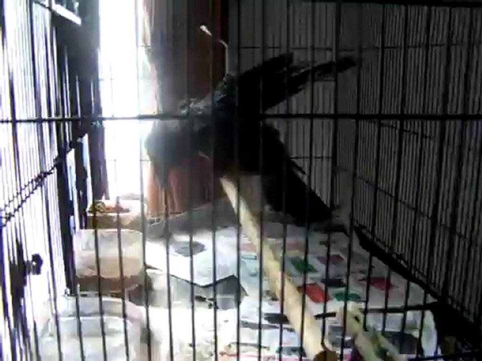 vidéos Coco 001