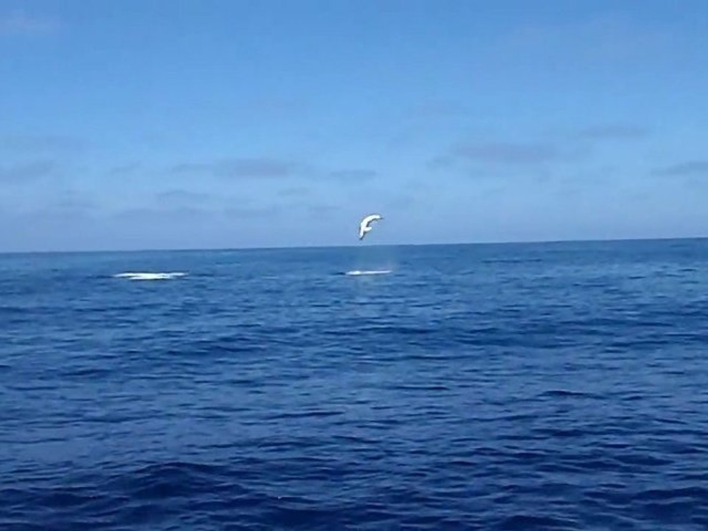 Un Requin Mako Fait Des Sauts Video Dailymotion