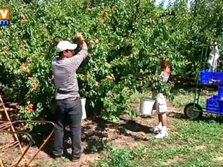Série gastronomie : l’abricot, fruit star de l’été