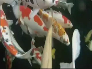 Voyage aux cotés d'une carpe Koï de 35 kg partie 1